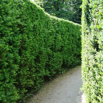 In the garden maze at Villa Pisani.
