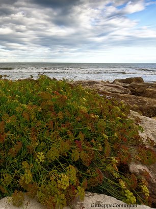 Naturbelassene Lagunenlandschaft