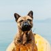 Hundestrand