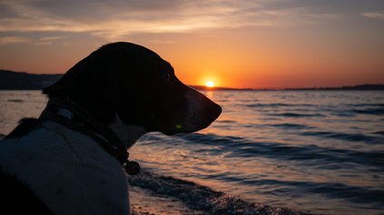 Hundestrand