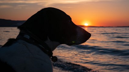 Hundestrände