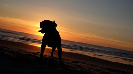 Hundestrände