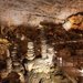 Grotta Gigante