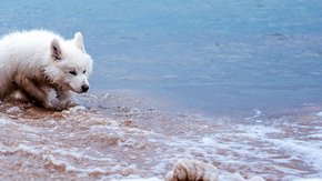 Adria doggo