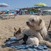 Fido Beach