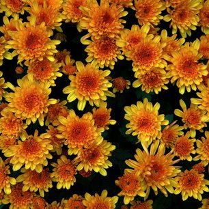 Blumen auf Schloss Duino