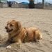 Fido Beach