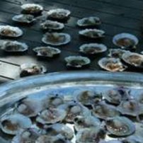 Frische Muscheln