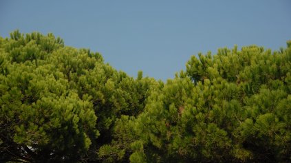 Duna Verde