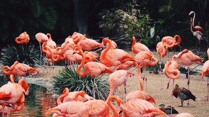 Zoo